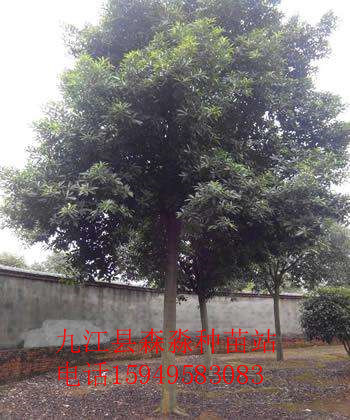 杜英15公分.jpg