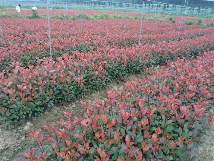 紅葉石楠杯苗1.jpg