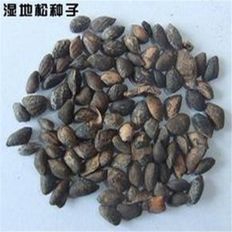 湿地松种子.png