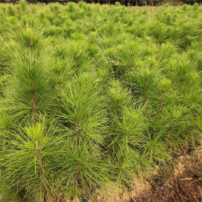 图片_20201027115242.jpg