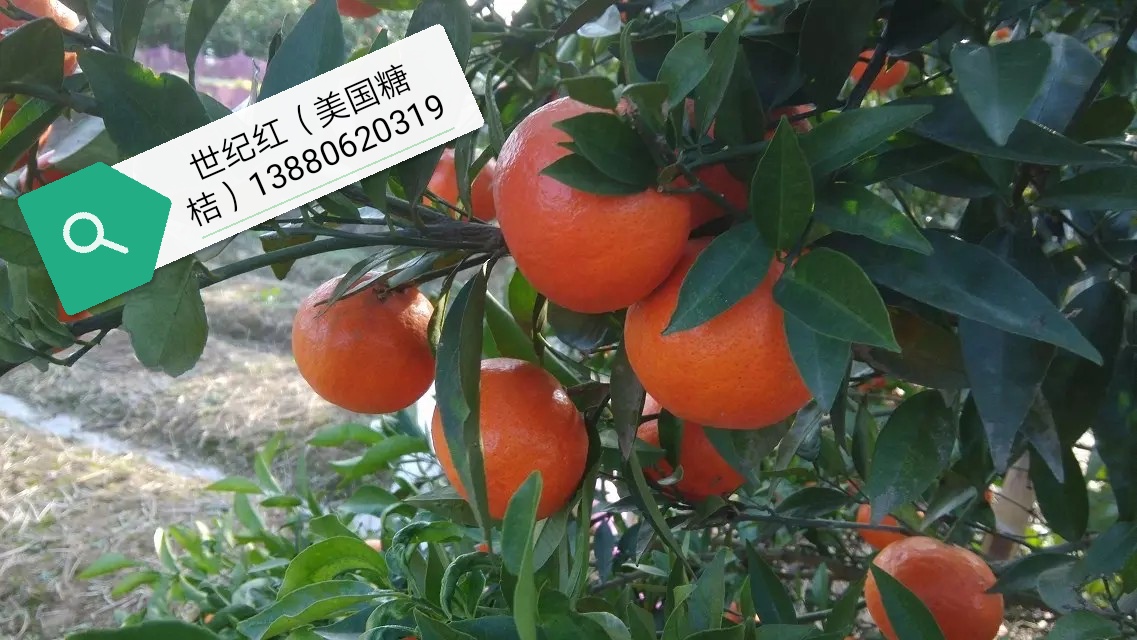 世纪红(美国糖橘、东方红橘),一、二年生柑橘苗