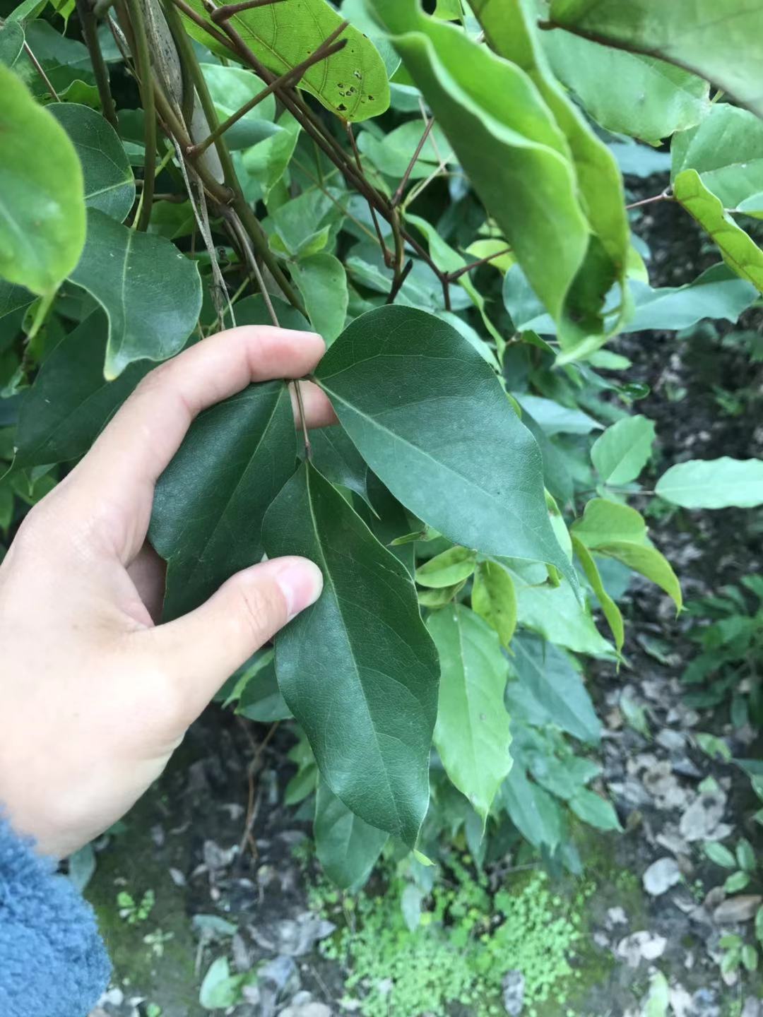 哦 ,下面我们就介绍一下油麻藤,油麻藤批发基地直销,四季常绿的叶子哦