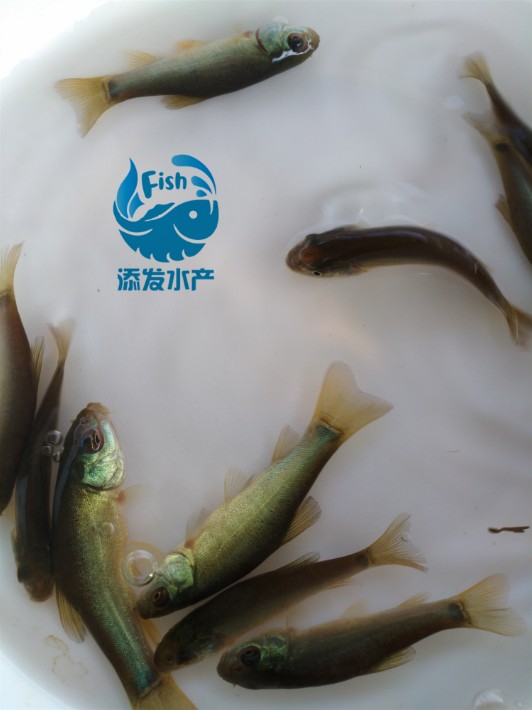 胭脂鱼, 丁桂鱼, 甲鱼, 三角鲂, 花鲢鱼, 罗非鱼, 生鱼,红鲳鱼, 鲈鱼