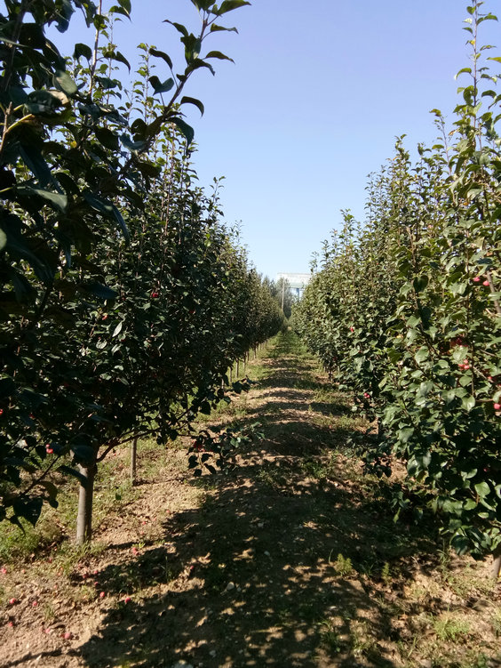 海棠树地径7-12公分.jpg