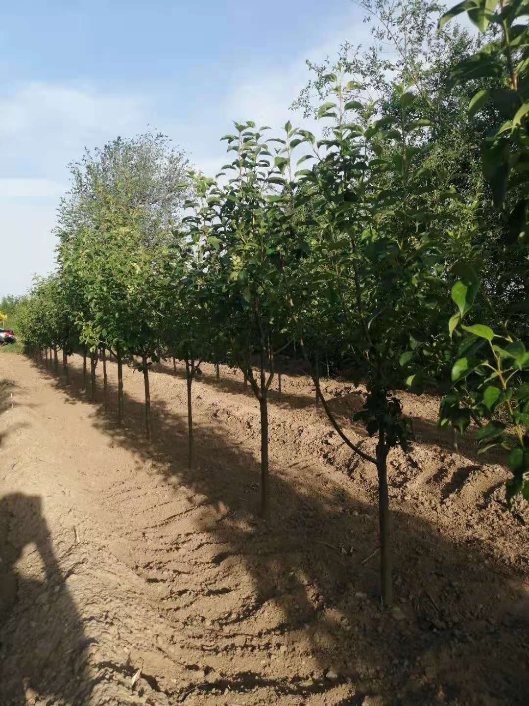 41614653716_.pic.jpg