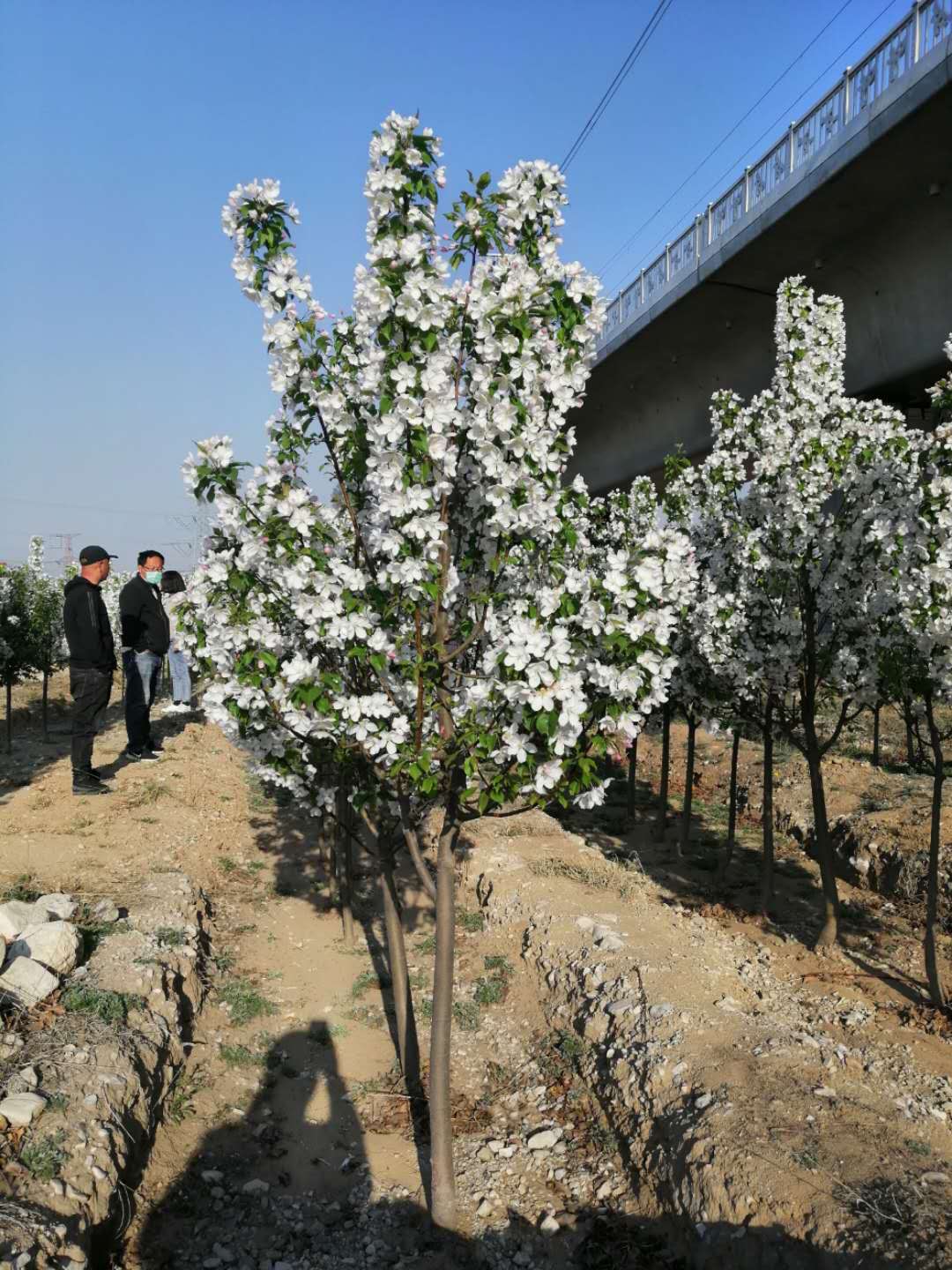 4-5公分八棱海棠樹開花.jpg