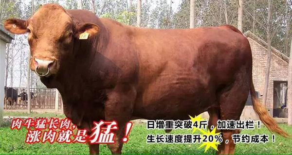 肉牛猛长肉 (2).jpg