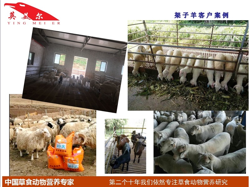 A架子羊.jpg