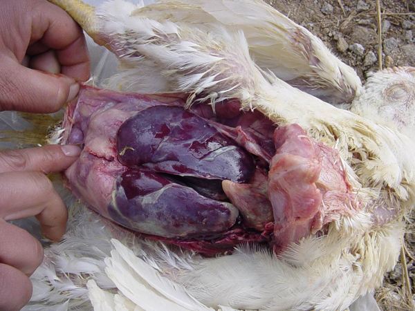 肠康;禽大肠杆菌病发病情况:鸡大肠杆菌症状图片,鸡大肠杆菌的粪便