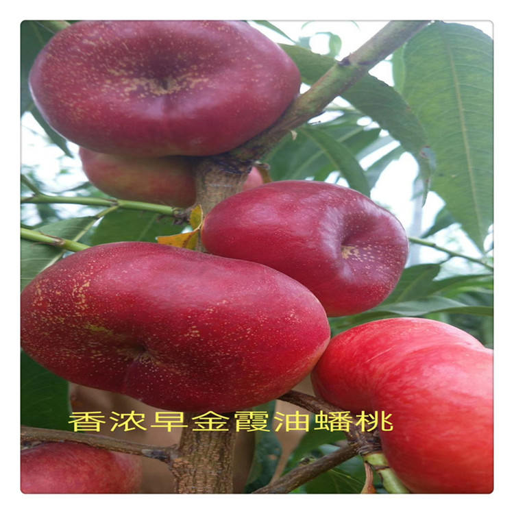 桃树苗1 (323).jpg