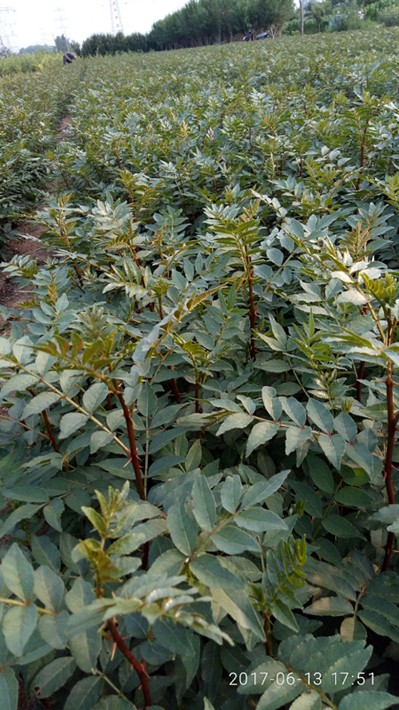 植物种子种苗 花卉种子种苗 花椒苗价格大红袍花椒苗批发山东.