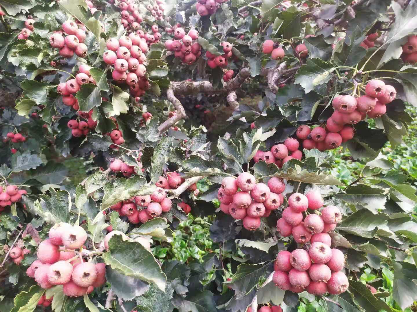 山楂果1.jpg