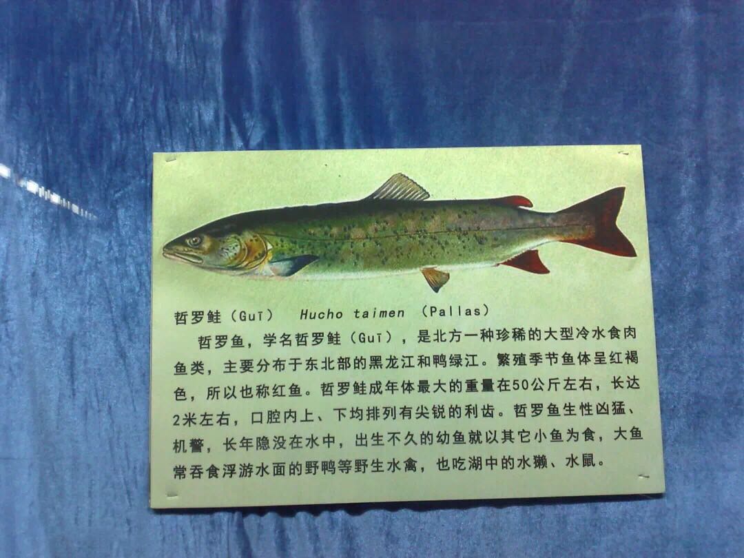 哲罗鲑批发哲罗鲑专卖店哲罗鲑哪里买