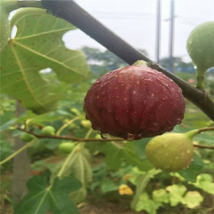 无花果种植管理技术,无花果的种植方法和管理