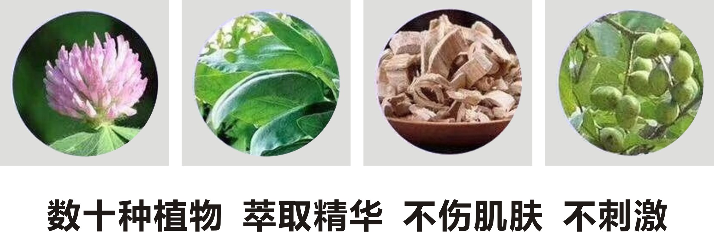 純植物提取.jpg
