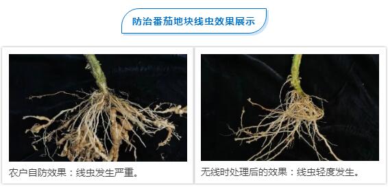 防治番茄地块线虫效果展示