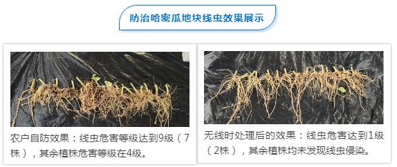 防治哈密瓜地块线虫效果展示
