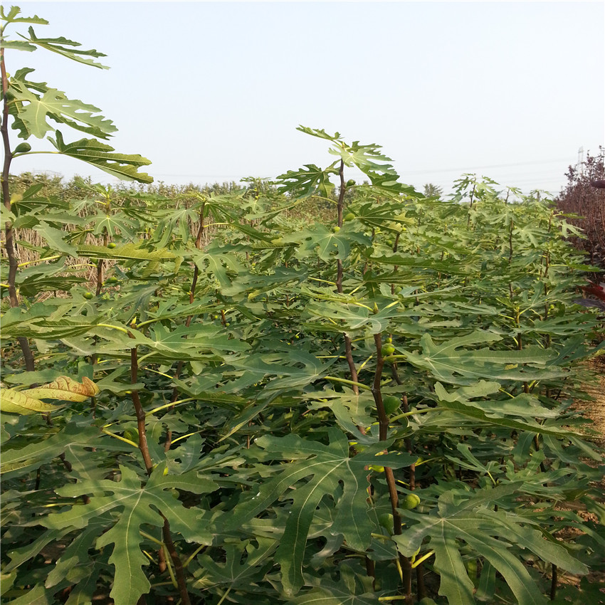 無(wú)花果樹(shù)苗多少錢(qián)一棵