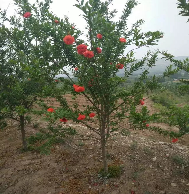 泰山石榴苗现货销售石榴树苗批发