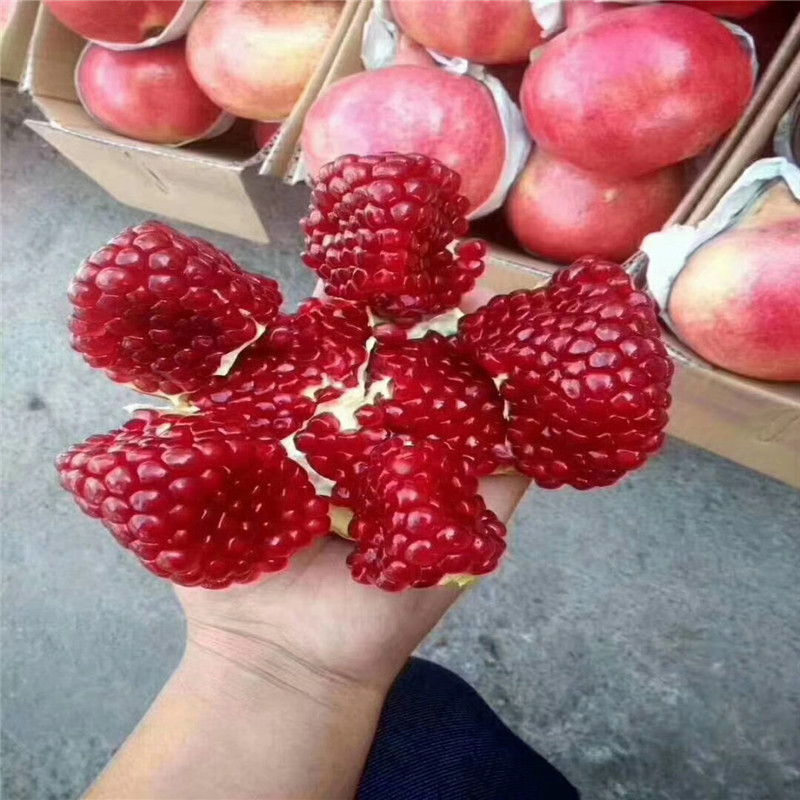 北京石榴苗多少錢一棵石榴樹苗圖片