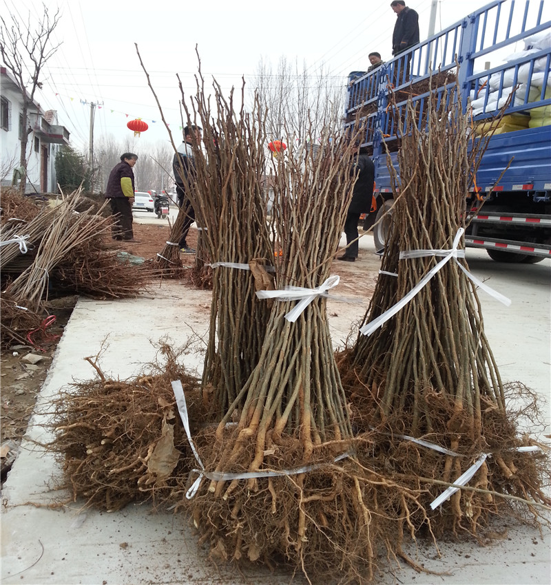 成都皂角树银庄农业种植基地