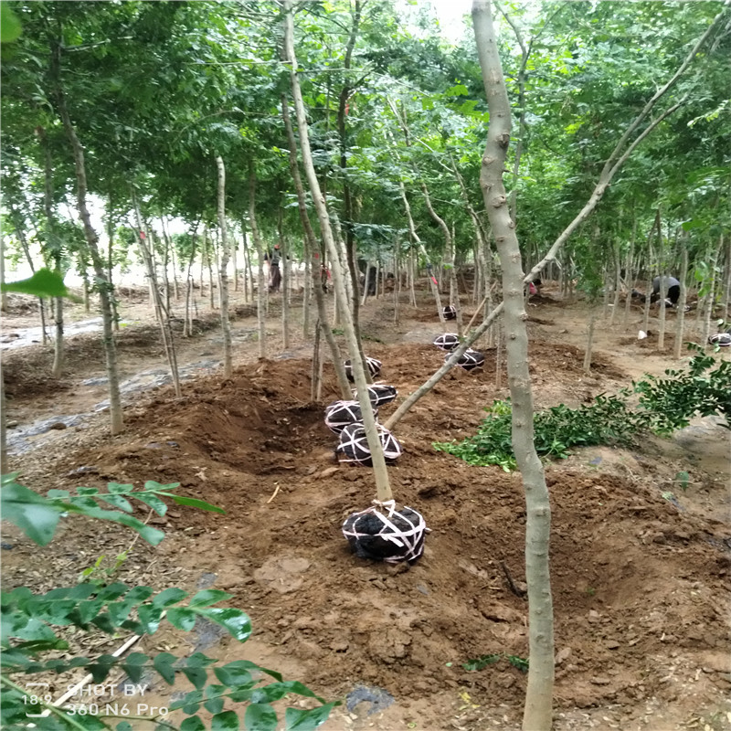 成都皂角树银庄农业种植基地