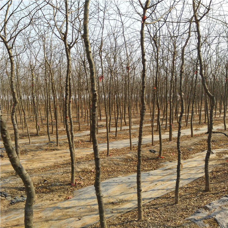 成都皂角树银庄农业种植基地