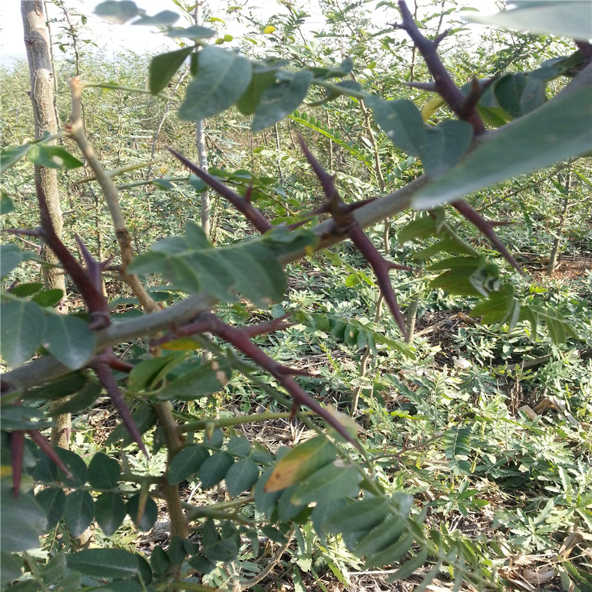 成都皂角树银庄农业种植基地