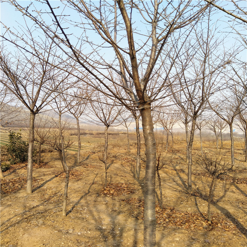 臨沂皂角樹綠化苗木基地