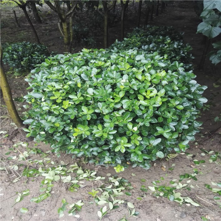 扶芳藤球报价扶芳藤球批发工程绿化苗