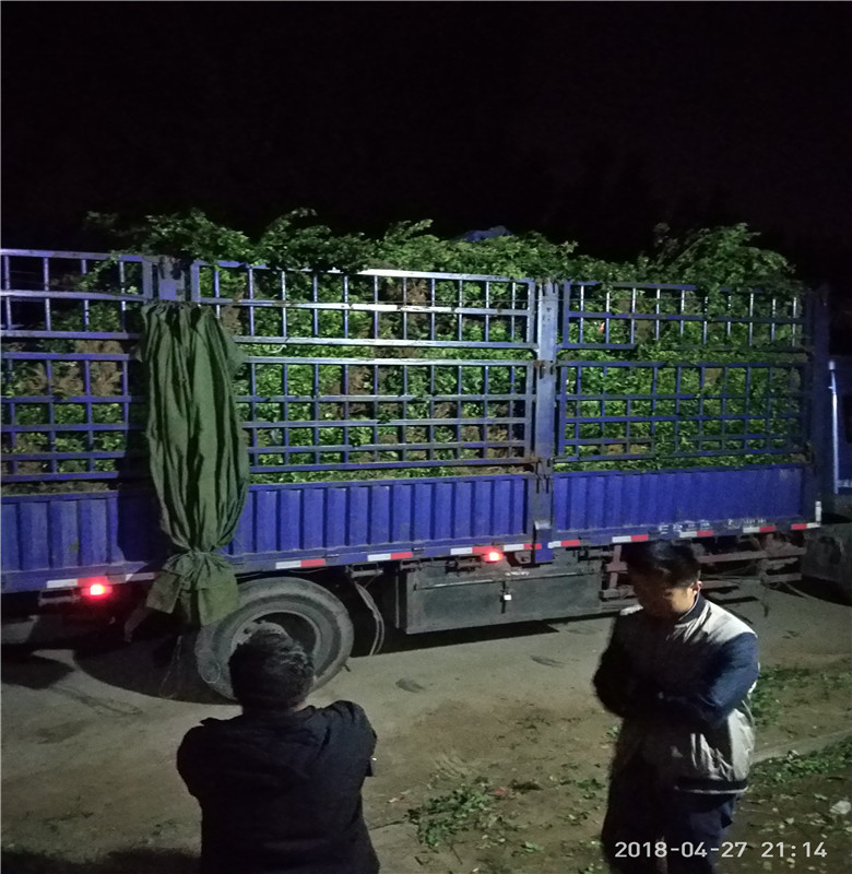 基地供應扶芳藤球批發(fā)