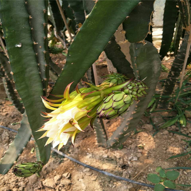 红心火龙果苗哪里有卖种植基地提供