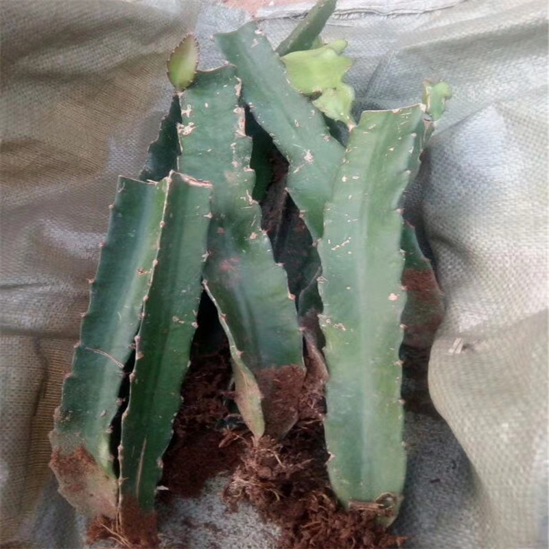 火龍果苗多少錢一株種植基地提供