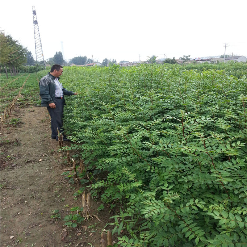 花椒樹一畝地利潤多少批發(fā)基地