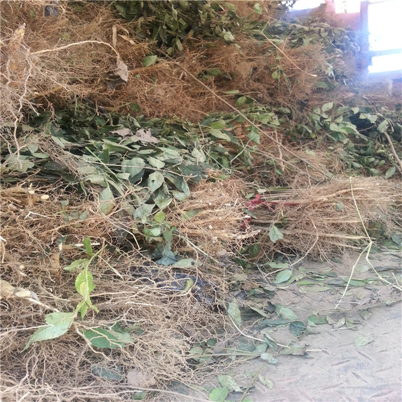 花椒樹一畝地利潤多少批發(fā)基地