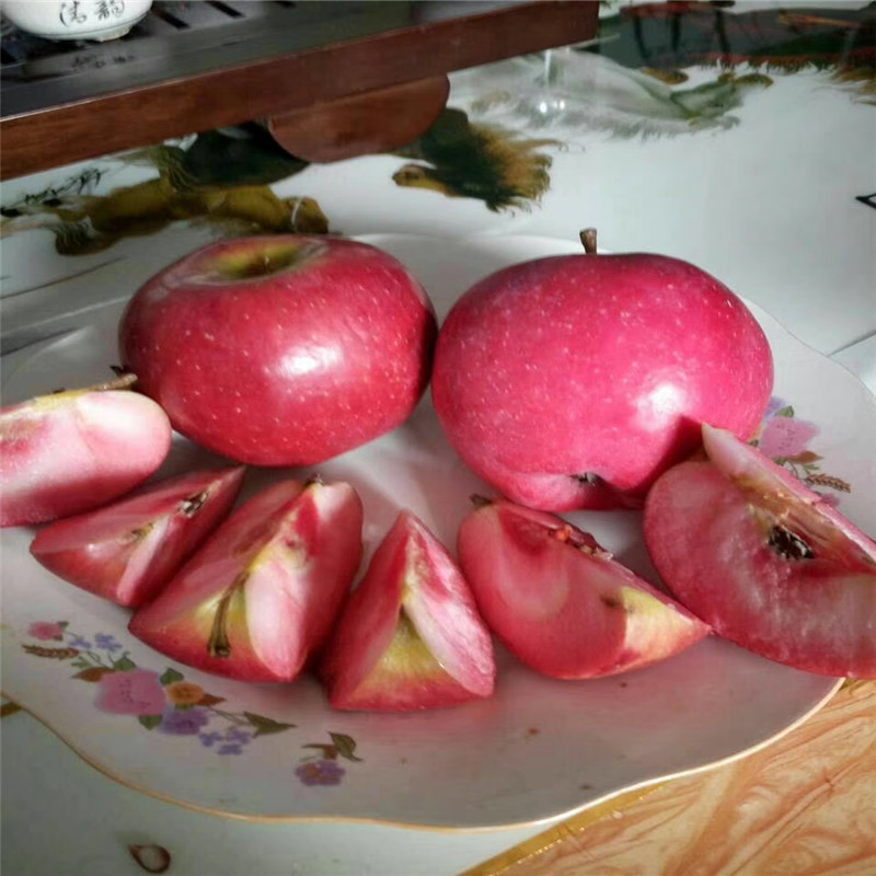 2公分红肉苹果苗价格行情山东基地供应