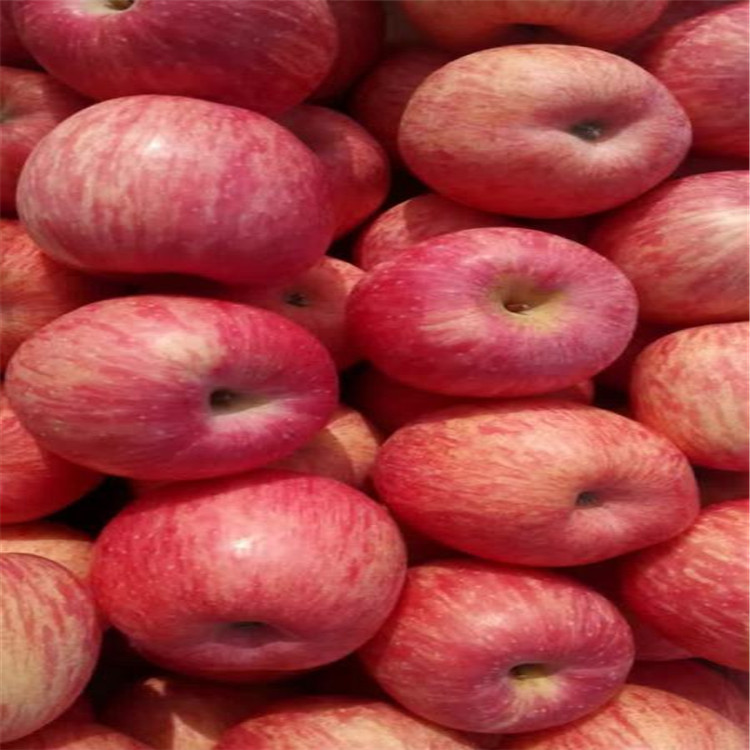 2公分红肉苹果苗几年结果山东基地供应