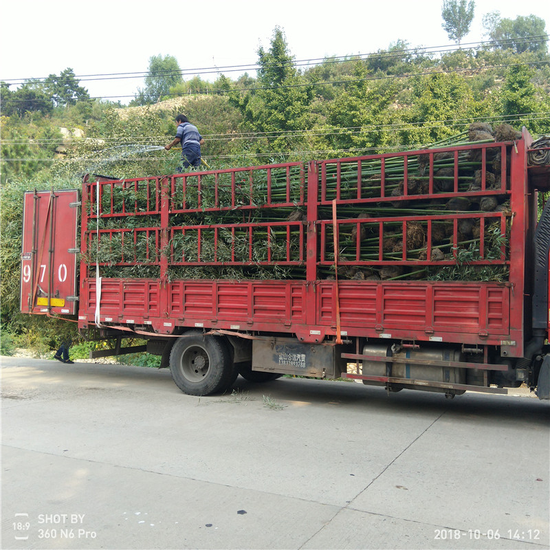 竹子種苗哪里有賣工程綠化苗木竹苗