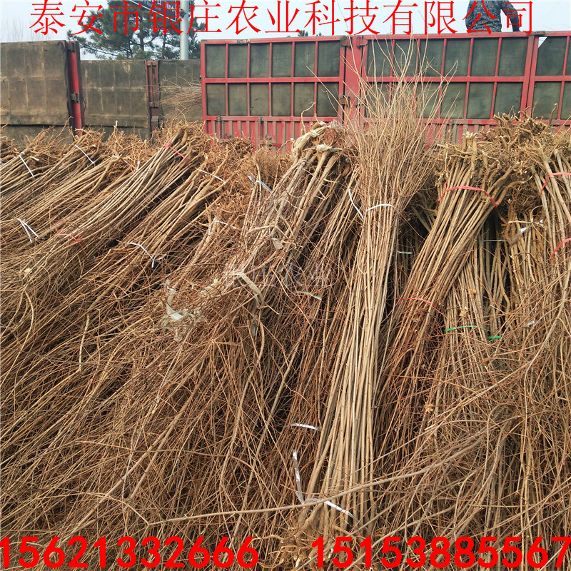 五角楓當(dāng)年苗五角楓樹綠化苗工程苗