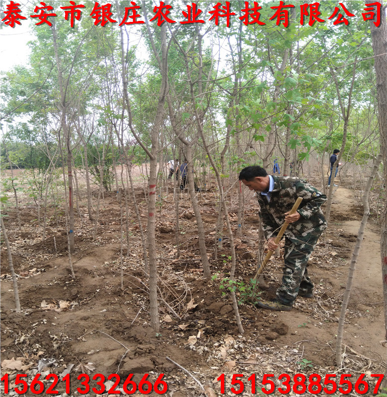 五角楓當(dāng)年苗五角楓樹綠化苗工程苗