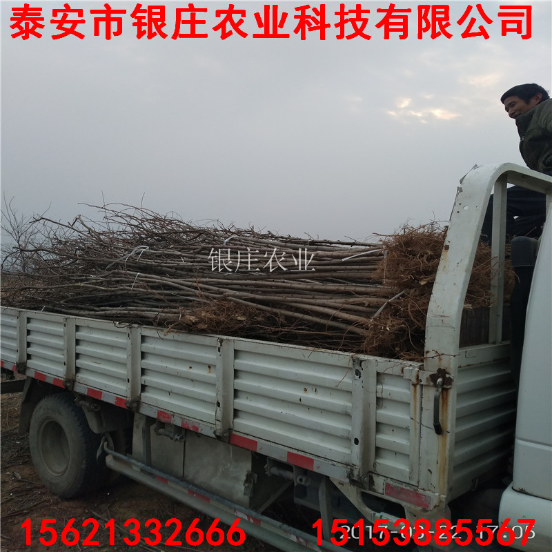 刺槐樹圖片刺槐種植方法