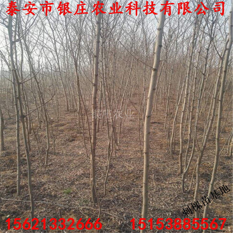 刺槐樹苗種子刺槐樹苗基地出售