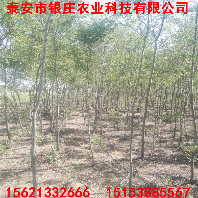 刺槐樹苗種子刺槐樹苗基地出售