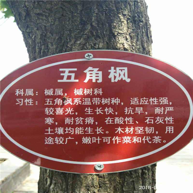 一畝地種多少五角楓五角楓苗市場前景如何