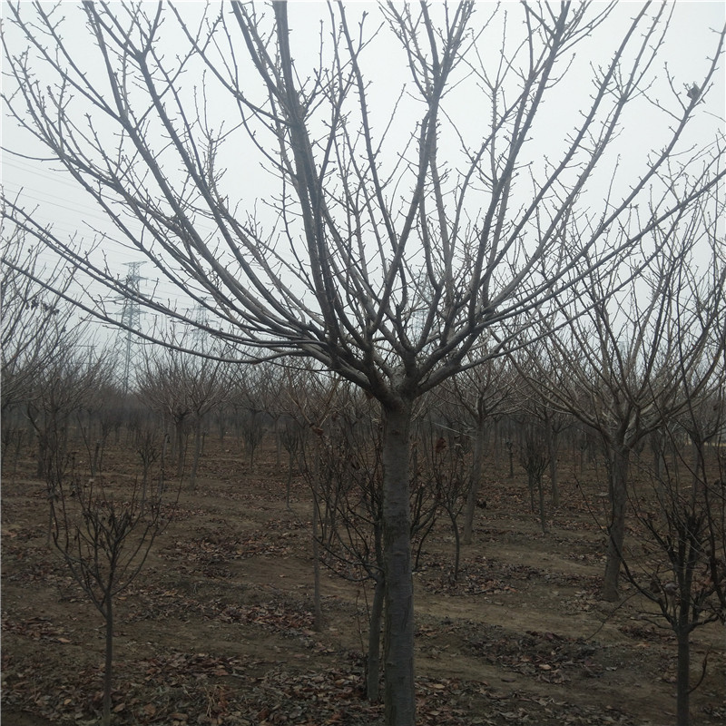 青島高桿櫻花高桿櫻花苗基地