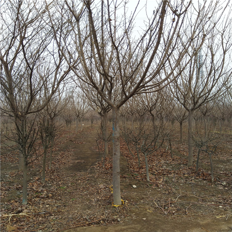 8公分高桿櫻花高桿櫻花樹(shù)基地