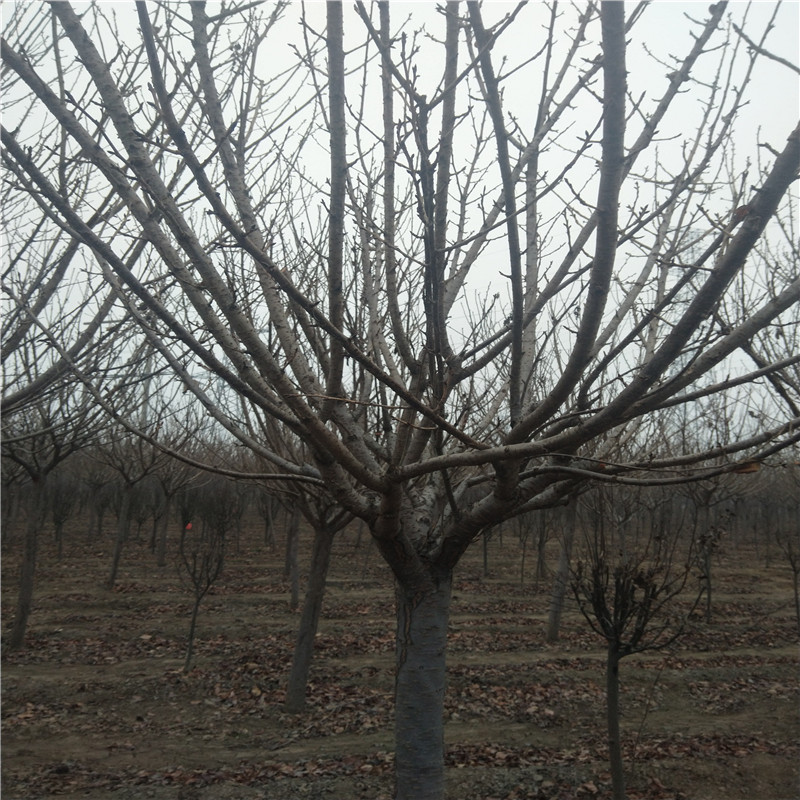 8公分高桿櫻花高桿櫻花樹(shù)基地