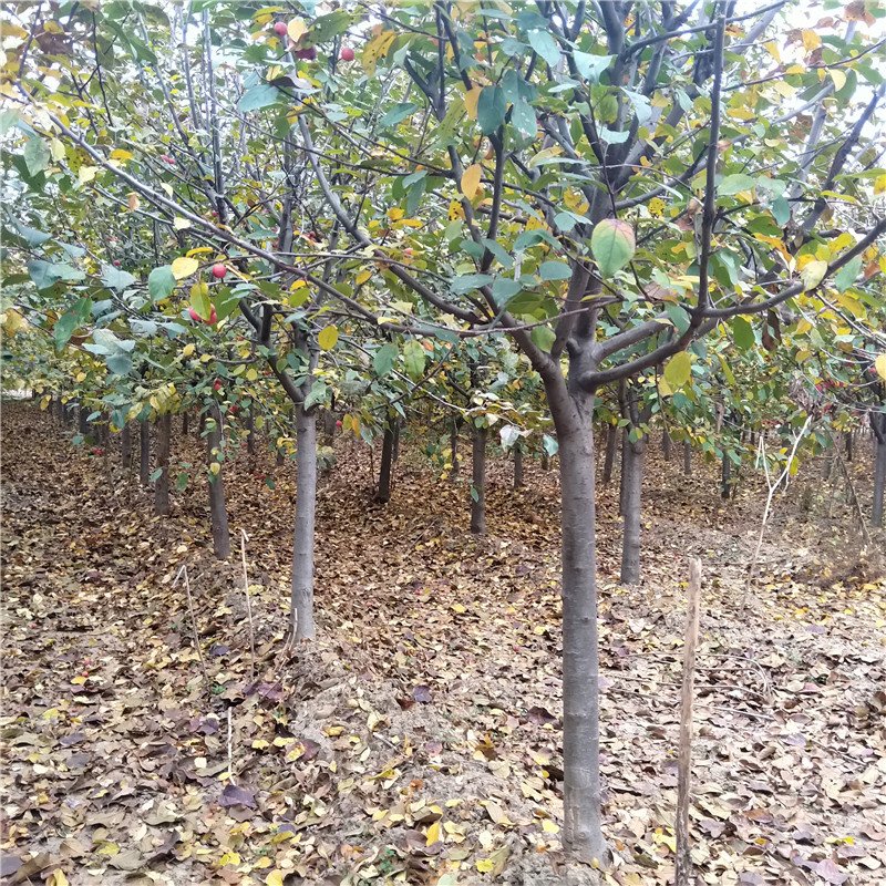 冬紅果海棠樹苗價(jià)格冬紅果海棠出售