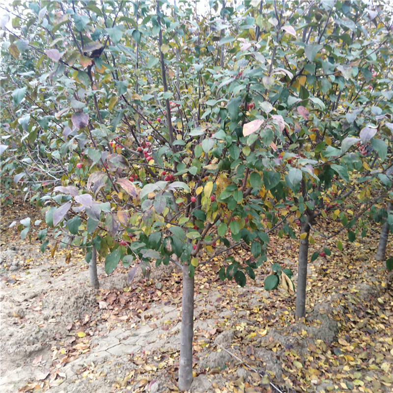 冬紅果海棠樹苗價(jià)格冬紅果海棠出售