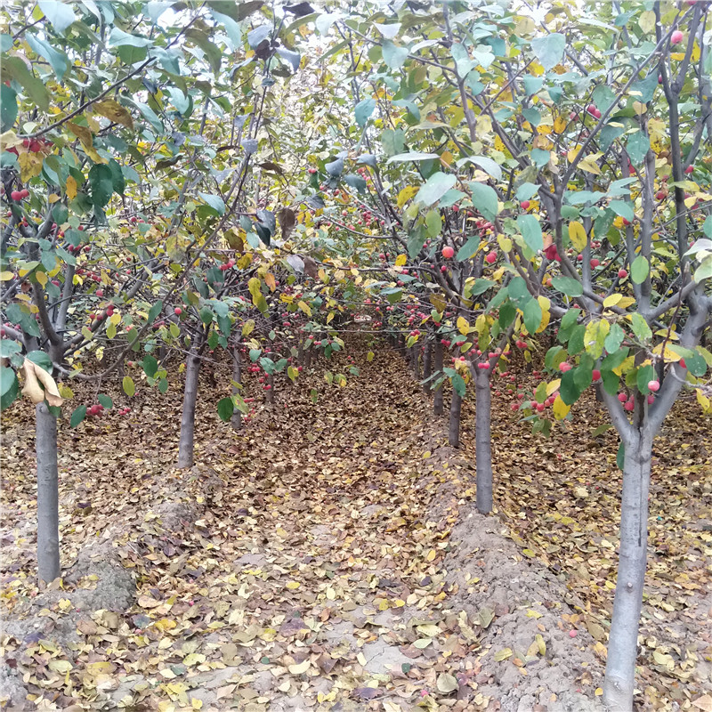 冬紅果海棠耐寒嗎銀莊農(nóng)業(yè)基地